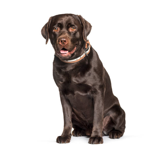 Chocolate Labrador retriever sitting against white background Chocolate Labrador retriever sitting against white background chocolate labrador stock pictures, royalty-free photos & images