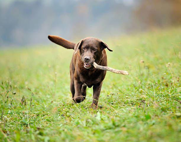 Chocolate Labrador retrieving Stick (XXXL)  chocolate labrador stock pictures, royalty-free photos & images