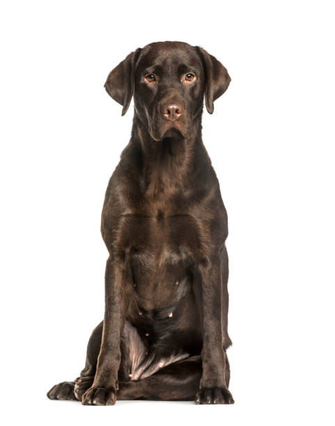 Chocolate Labrador sitting against white background Chocolate Labrador sitting against white background chocolate labrador stock pictures, royalty-free photos & images