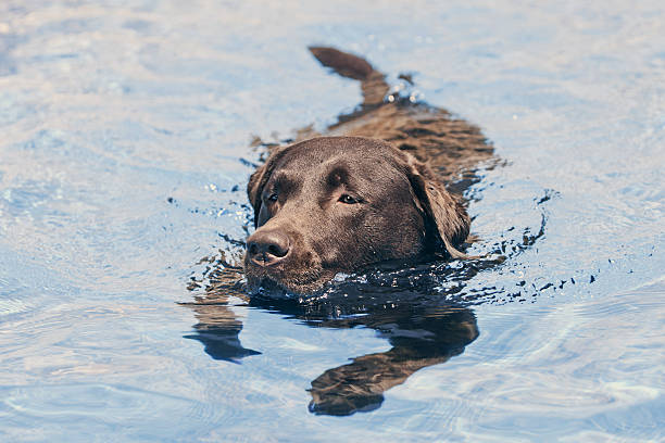 Chocolate Labrador Swimming Shot of a Chocolate Labrador Swimming chocolate labrador stock pictures, royalty-free photos & images