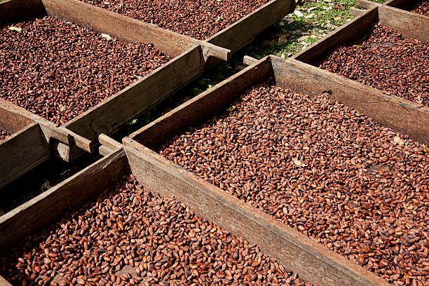 Chocolate production -- cocoa fermentation in Nicaragua stock photo