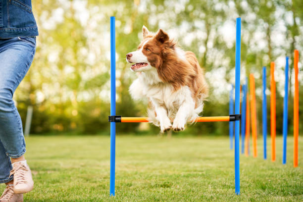 chocolate white border collie with woman owner - agility stockfoto's en -beelden