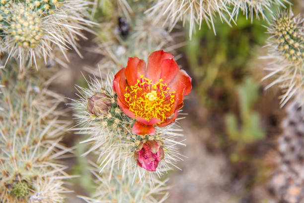 Cholla Cactus Flower in California desert stock photo