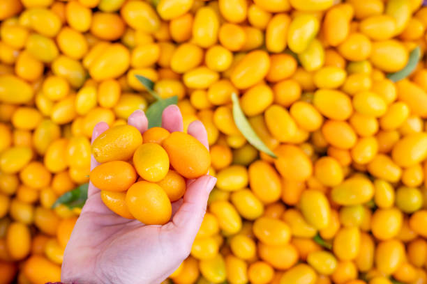 Choosing very delicious exotic fruite kumquat miniature orange from a pile. Choosing very delicious exotic fruite kumquat miniature orange from a pile kumquat stock pictures, royalty-free photos & images