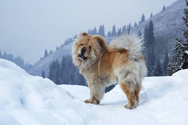 Chow-chow dog on winter mountain stock photo