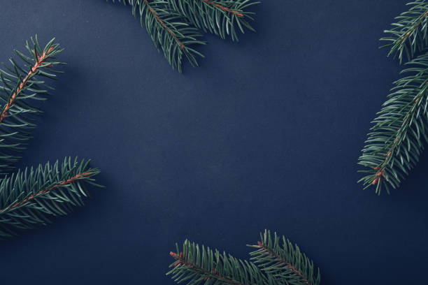 Christmas background with fresh pine branches on blue stock photo