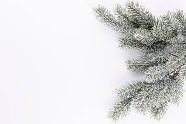 Christmas border  fir branches on a white background stock photo