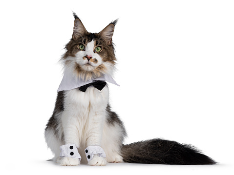 Cute Maine Coon cat, sitting up facing front, wearing tuxedo. Isolated on white background.