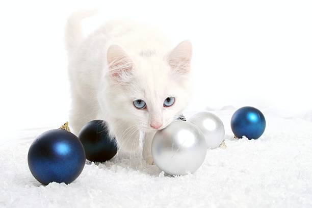 Christmas cat stock photo