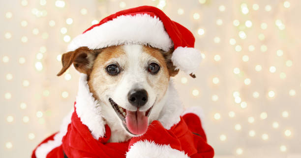 christmas dog as santa stock photo