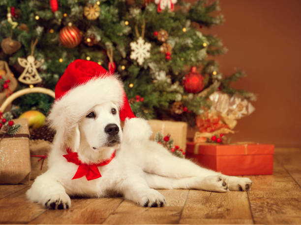 Christmas Dog, White Puppy Retriever in Santa Hat under Xmas Tee, New Year Present Gift Christmas Dog, White Puppy Retriever in Santa Hat Lying under Xmas Tee, New Year Pet in Present Gifts happy new year dog stock pictures, royalty-free photos & images
