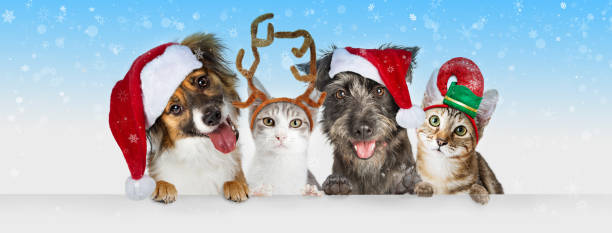 kerst honden en katten over witte web header - christmas cat stockfoto's en -beelden