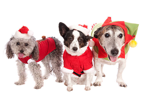 Best Poodle Santa Stock Photos, Pictures & Royalty-Free Images - iStock
