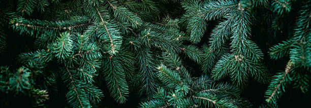 Christmas fir tree branches Background. Christmas pine tree wallpaper. Copy space."n Christmas fir tree branches Background. Christmas pine tree wallpaper. Copy space."n christmas tree close up stock pictures, royalty-free photos & images