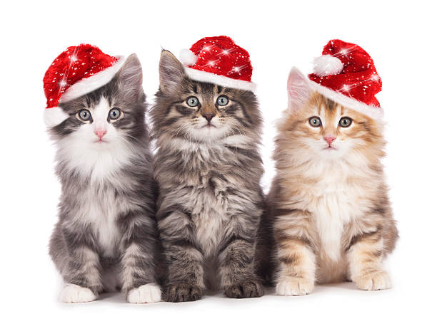 christmas kitten - christmas cat stockfoto's en -beelden