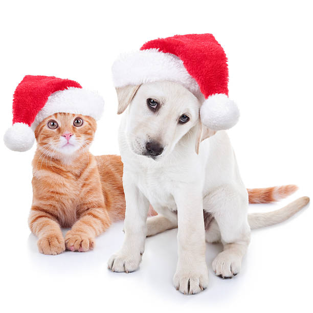 Christmas Pets Dog and Cat stock photo