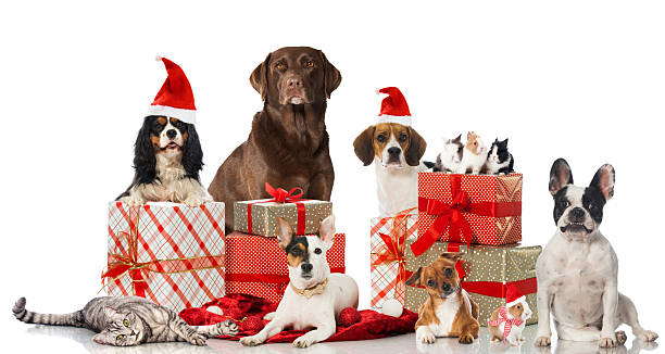 Christmas pets stock photo