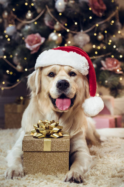Christmas Happy dog waiting for Christmas year of the dog stock pictures, royalty-free photos & images
