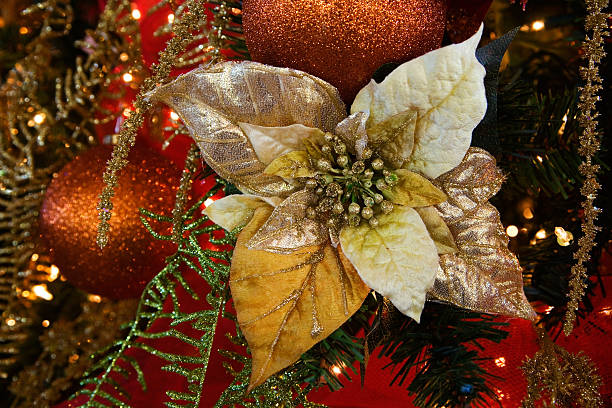 Christmas Poinsettia stock photo