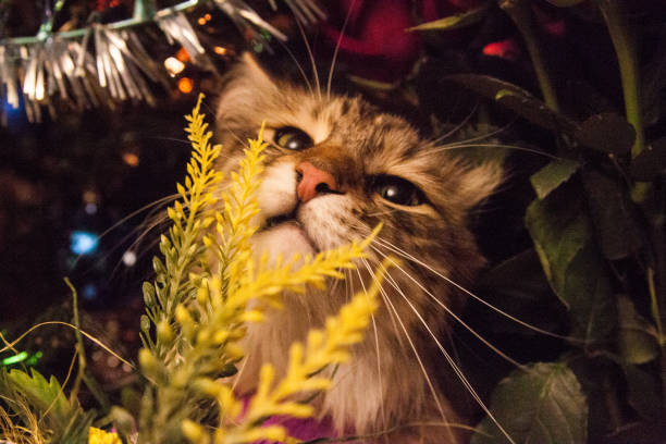 Christmas Siberia cat under the lights and new Year tree stock photo