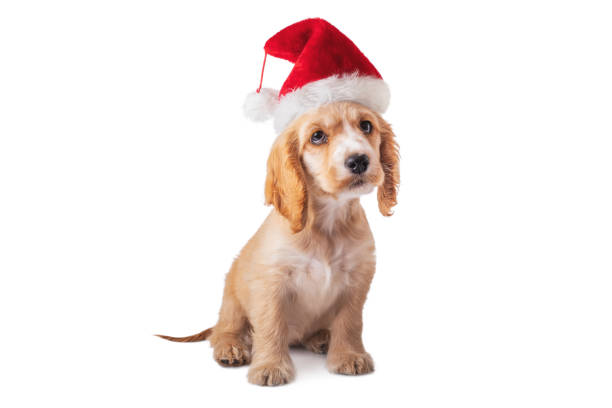 Christmas. Small puppy cocker spaniel dog in Santa Claus hat isolated on white background Small puppy cocker spaniel dog in Santa Claus hat isolated on white background. golden cocker retriever puppies stock pictures, royalty-free photos & images