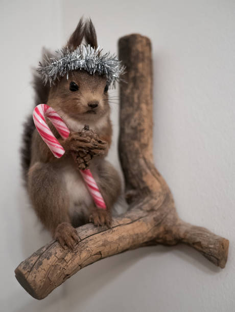 Christmas squirrel Stuffed squirrel decorated for christmas dead squirrel stock pictures, royalty-free photos & images