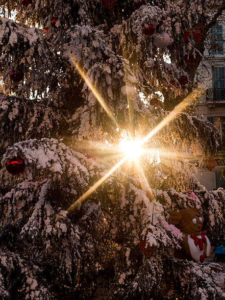 рождественская звезда - teddy ray стоковые фото и изображения