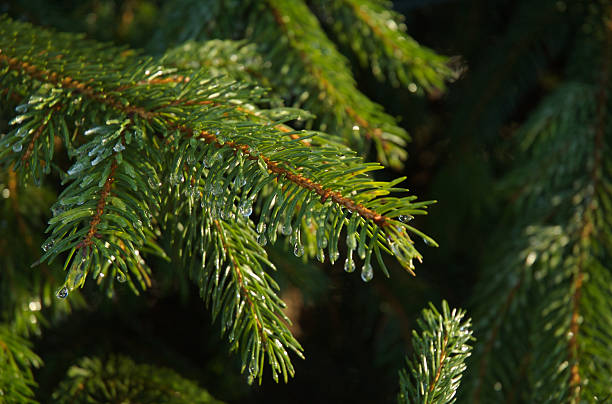 Christmas tree branch with droplets stock photo