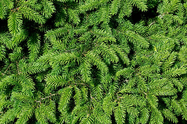 Christmas tree branches Background of green Christmas tree branches christmas tree close up stock pictures, royalty-free photos & images