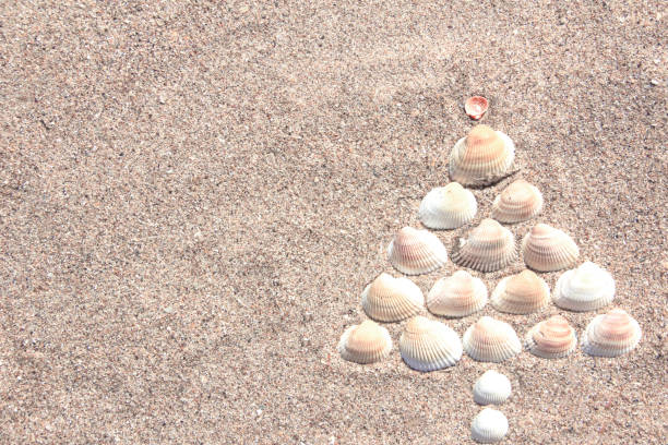 Christmas tree made of shells on dry yellow sand. Southern Hemisphere New Year Concept stock photo