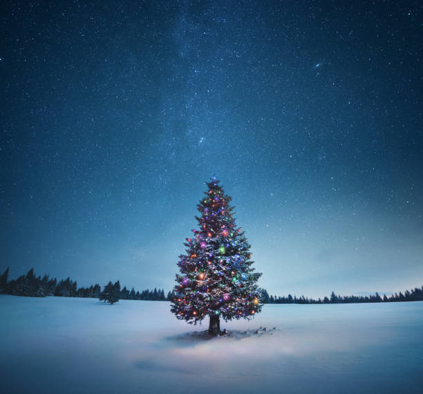 Christmas Tree Holiday background with illuminated Christmas tree under starry night sky. coniferous tree photos stock pictures, royalty-free photos & images