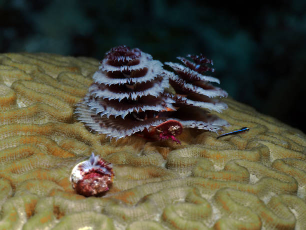 Christmas Tree Worms (Spirobranchus giganteus) and a goby fish stock photo