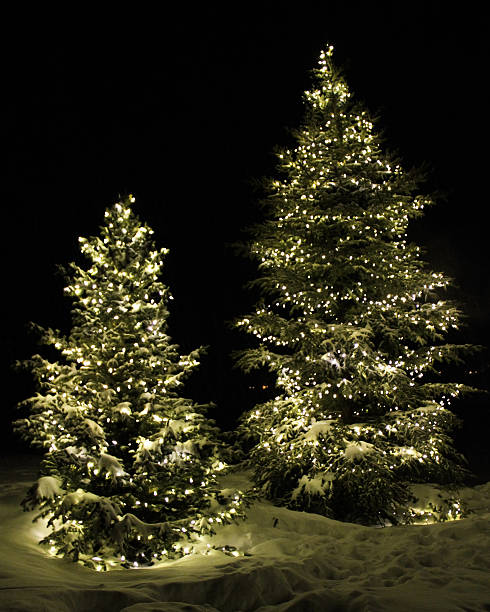 Christmas Trees I stock photo