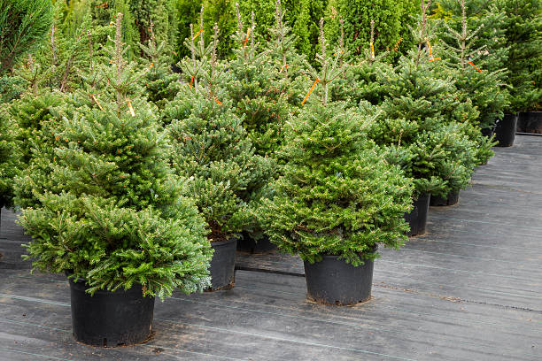 Christmas trees in pots Christmas trees in pots for sale garden center stock pictures, royalty-free photos & images