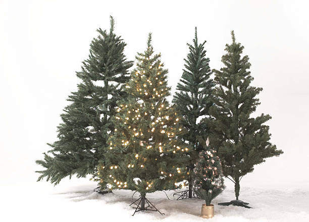 christmas trees stock photo