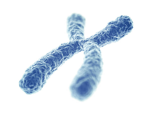 Chromosome Chromosome on white background. 3D render. chromosome stock pictures, royalty-free photos & images