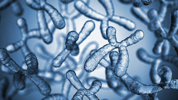 Chromosomes Genetics background. 3D render. chromosome stock pictures, royalty-free photos & images