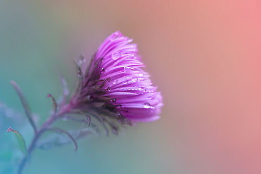 Chrysanthemum flower in dew at dawn on a beautiful red-blue gradient background. Soft selective focus, sparkling bokeh