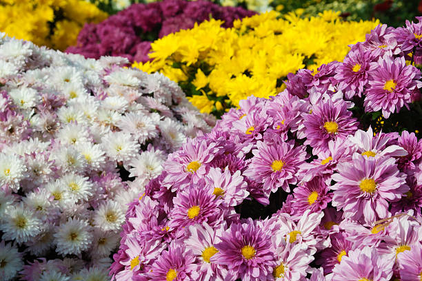 Chrysanthemum stock photo