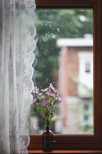 flower, window, purple, chrysanthemum