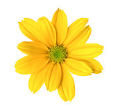 istock Chrysanthemum 184624919