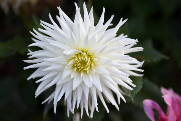 Chrysanthemum- White Garden Dahlia flower stock photo