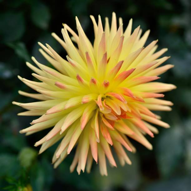 Chrysanthemum-Dohlia Pinnata flowers stock photo
