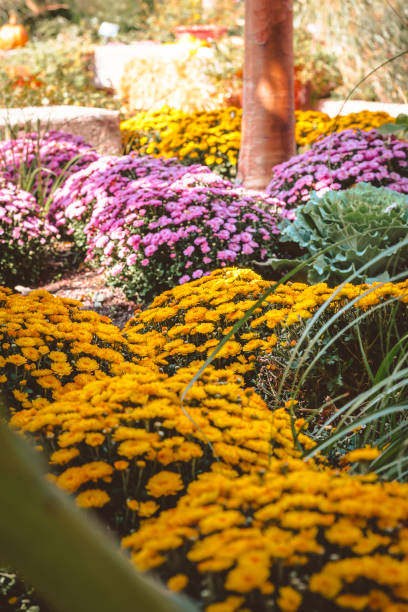 Chrysanthemums blossoming in a flower bed stock photo