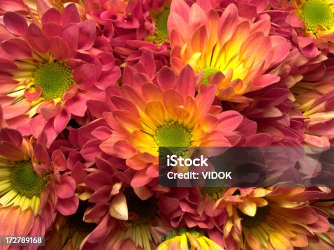 istock chrysanthemums 172789168