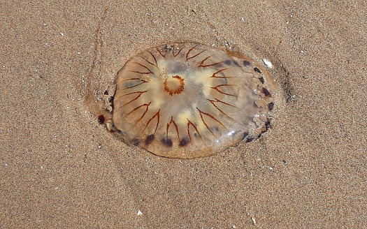 A Compass Jellyfish Washed Up On The Sand At New Brighton Beach On The Wirral, England