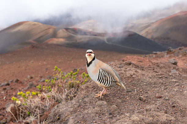 Chukar partridge in the Haleakala National Park stock photo