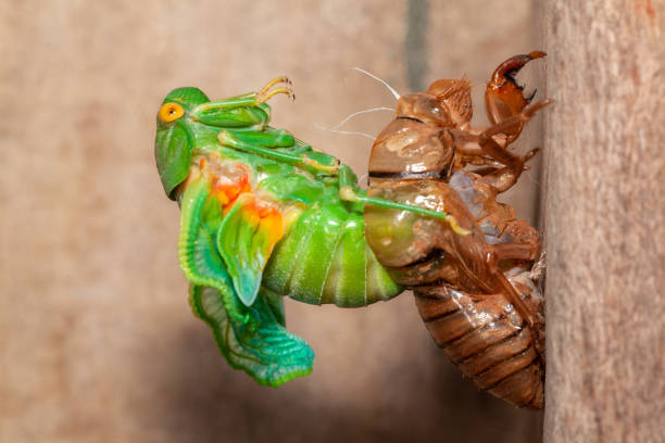 Cicada molting exuvia emerging shell stock photo
