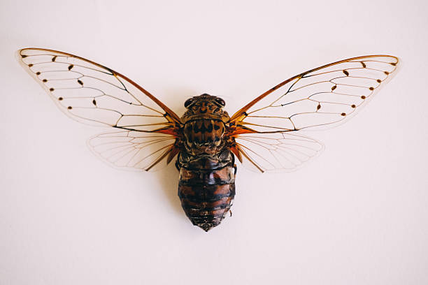 Cicada on white background stock photo