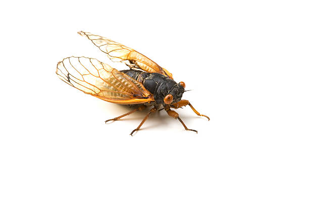 Cicada on White stock photo